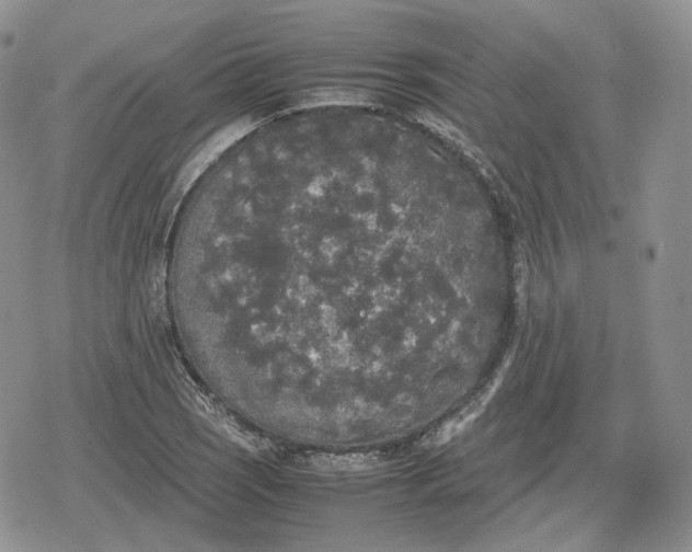 X0000078841121200611271315