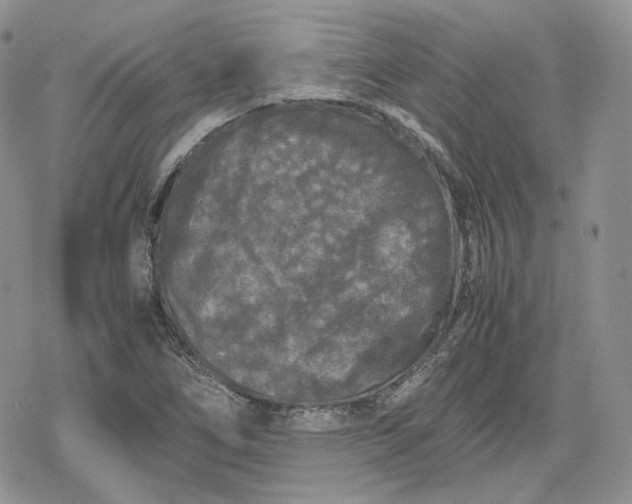 X0000078841266200611271313