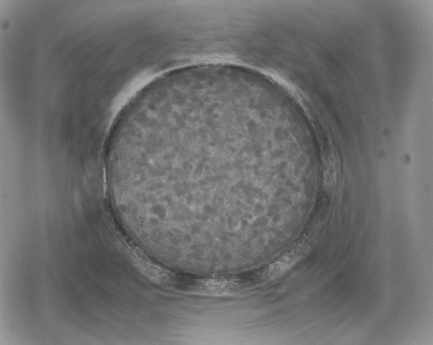 X0000078841271200611271313