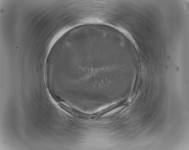 X0000078841295200611271312