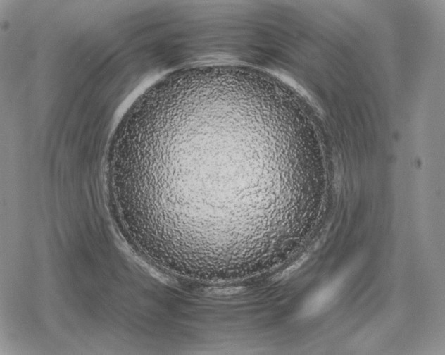 X0000078841325200611271312