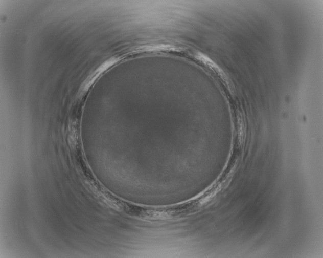 X0000078841361200611271311