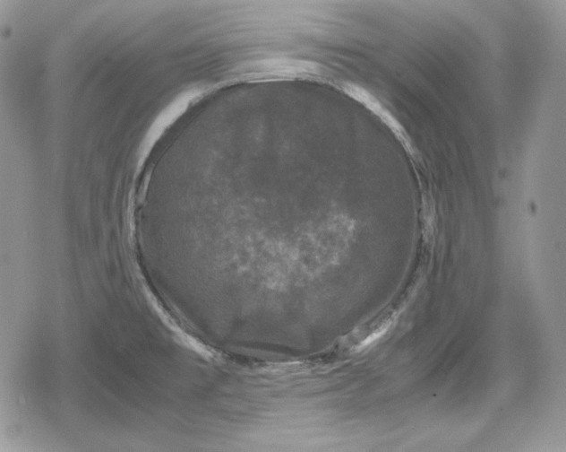 X0000078841477200611271309