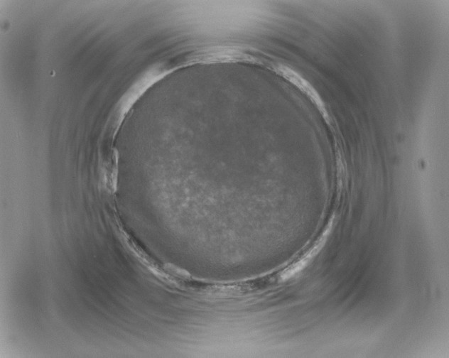 X0000078841481200611271309