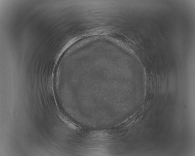 X0000078840100200612041850