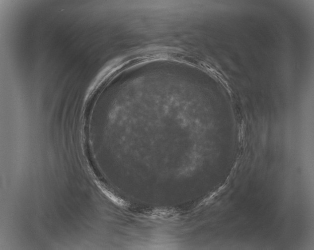 X0000078840101200612041850