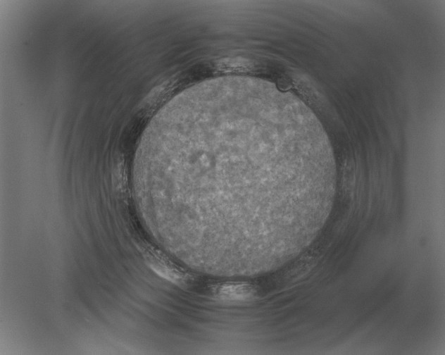 X0000078840173200612041849