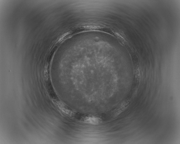 X0000078840360200612041845