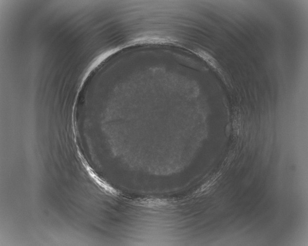 X0000078841030200612041834