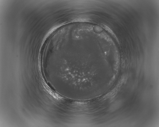 X0000078841035200612041834