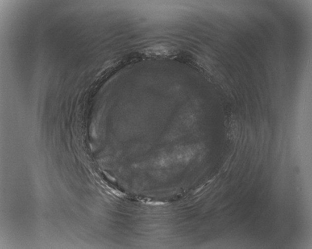 X0000078841297200612041829