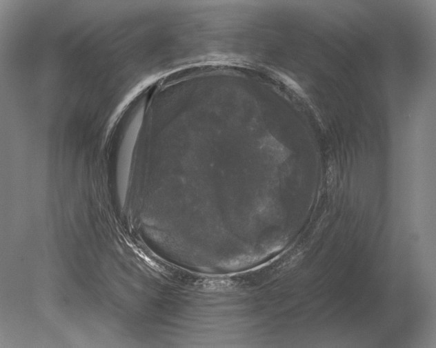 X0000078841310200612041829