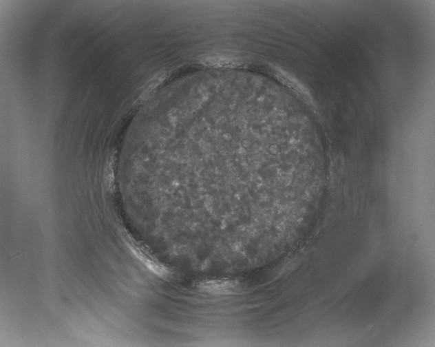 X0000078840065200612111606