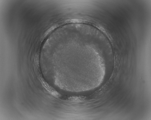 X0000078840297200612111602