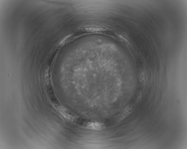 X0000078840360200612111601