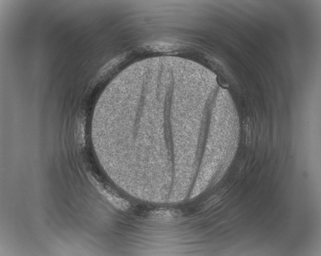 X0000078840404200612111601