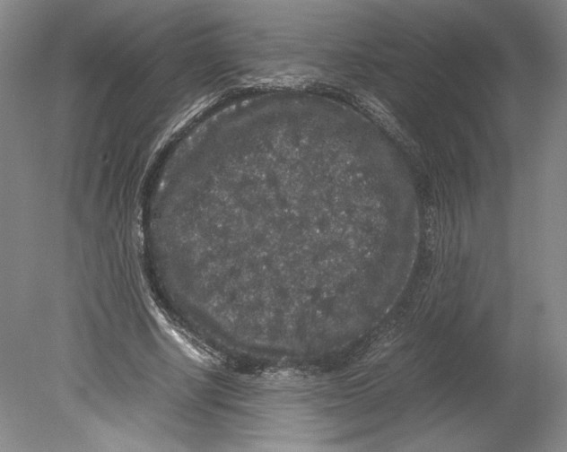 X0000078840634200612111556