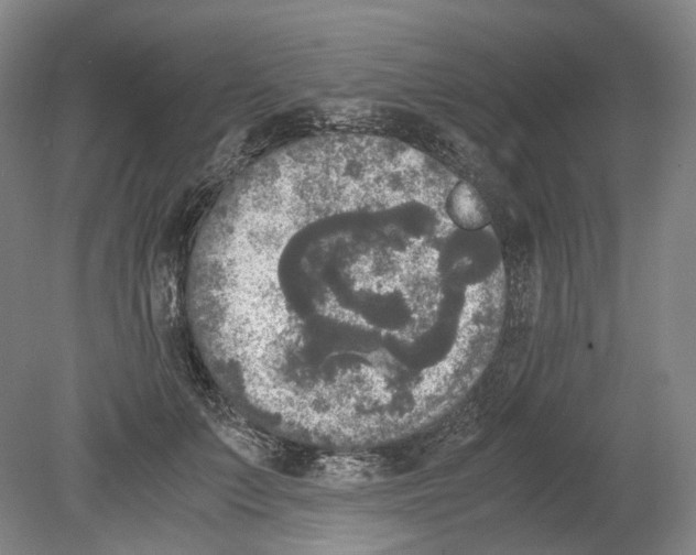 X0000078840703200612111556