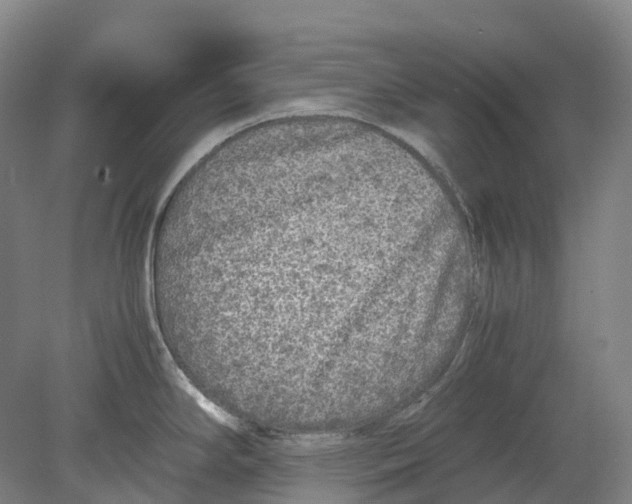 X0000078841294200612111546