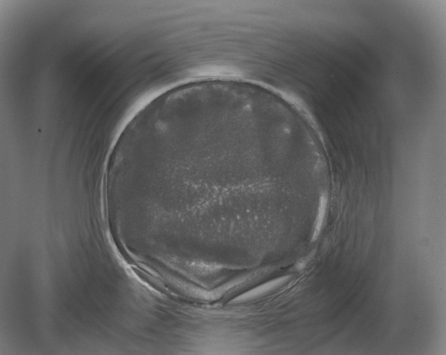 X0000078841295200612111546