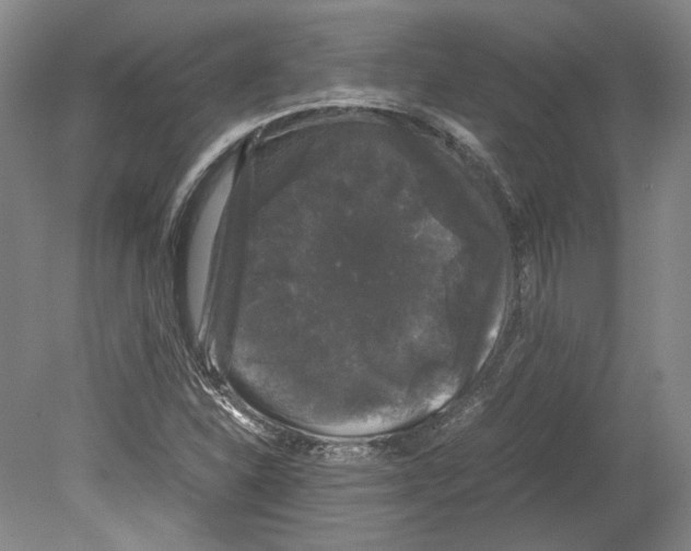 X0000078841310200612111545