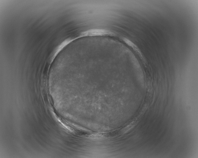 X0000078841473200612111543