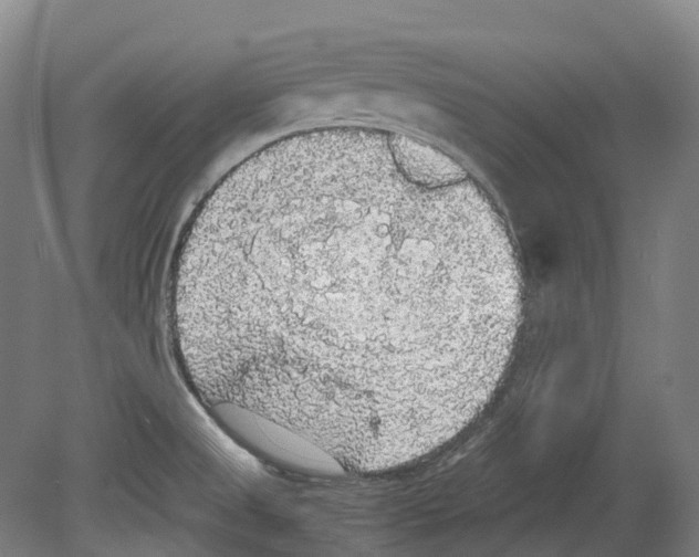 X0000078841525200612111542