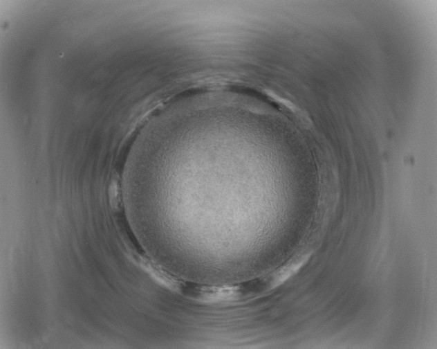 X0000078850288200611201346