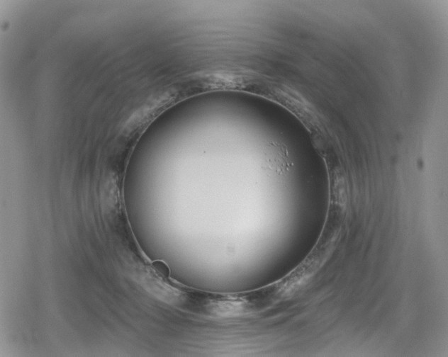 X0000078850318200611201345