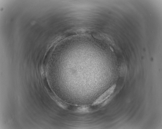X0000078850335200611201345