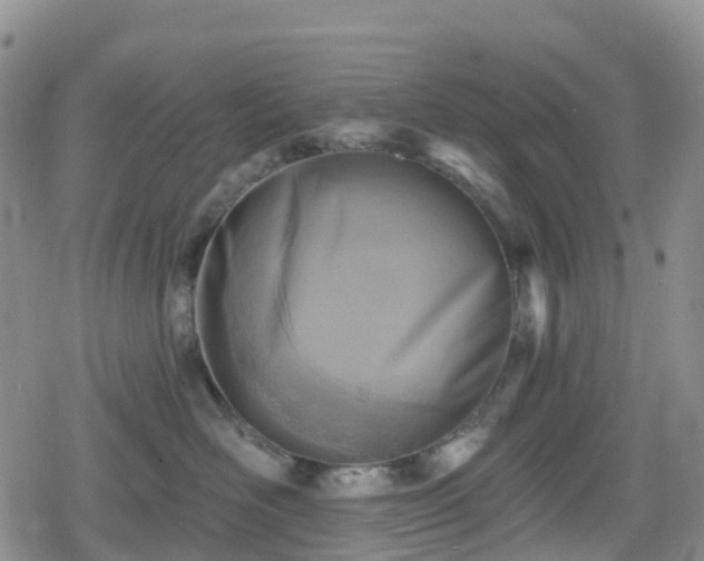 X0000078850526200611201342