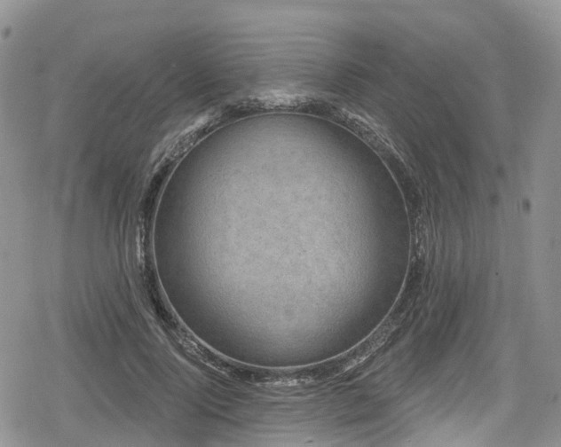 X0000078850740200611201338