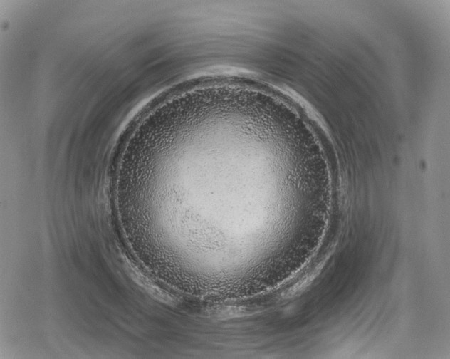 X0000078850783200611201337