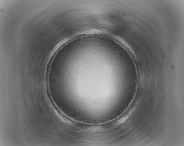 X0000078850845200611201337