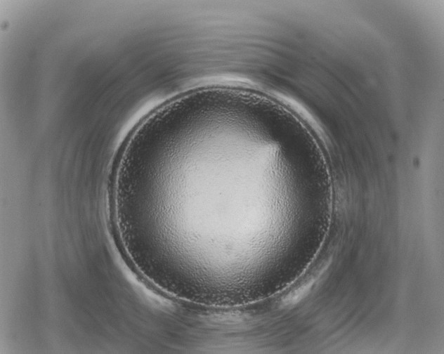 X0000078850999200611201334