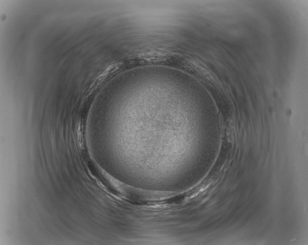 X0000078851298200611201328