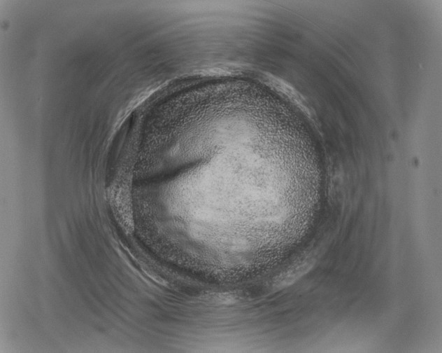 X0000078850299200611271353