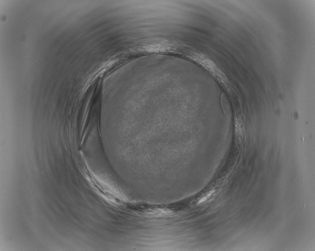 X0000078850397200611271352