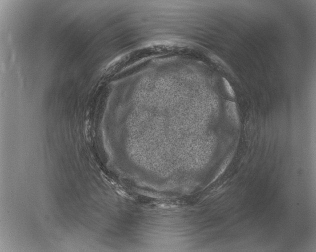 X0000078850822200612041903