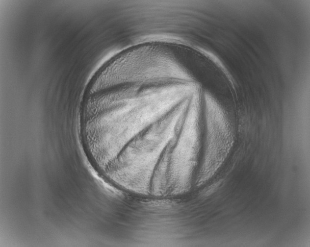 X0000078850999200612041901