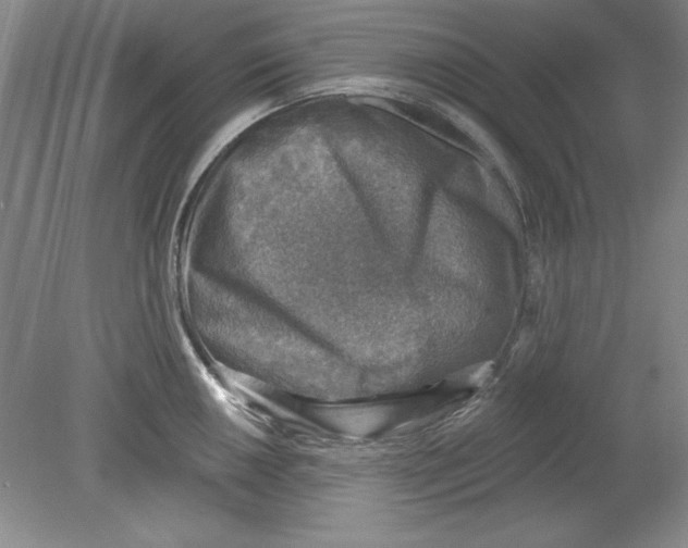 X0000078851050200612041901
