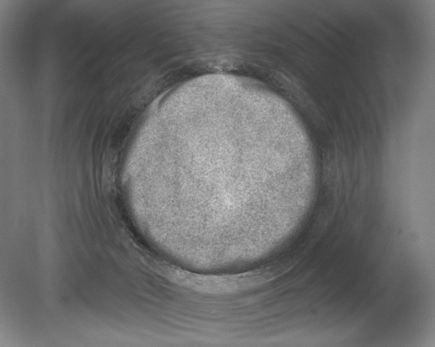 X0000078850030200612111633