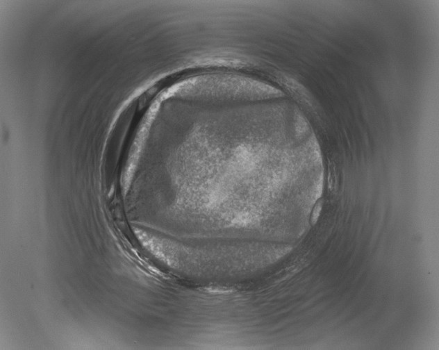 X0000078850388200612111627