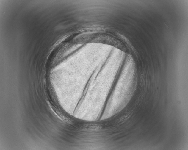 X0000078850443200612111626
