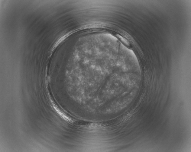X0000078850842200612111619