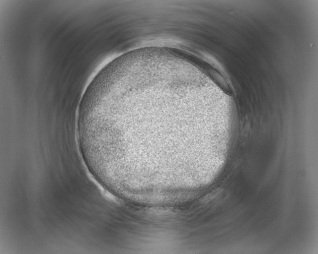X0000078851103200612111615