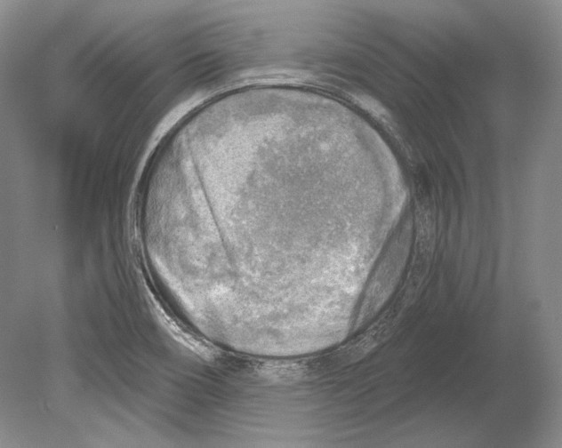 X0000078851466200612111609
