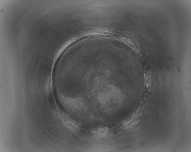 X0000078860196200611131211