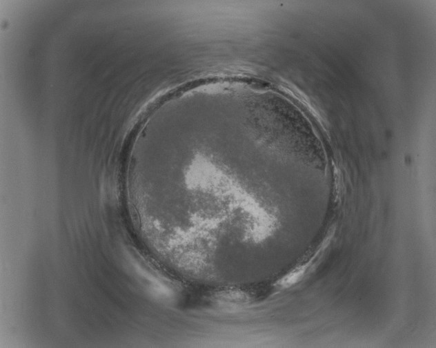 X0000078860203200611131211