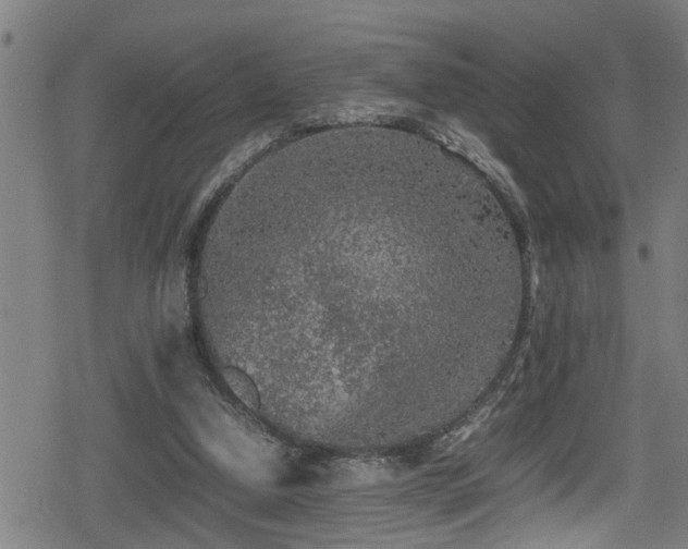 X0000078860250200611131210